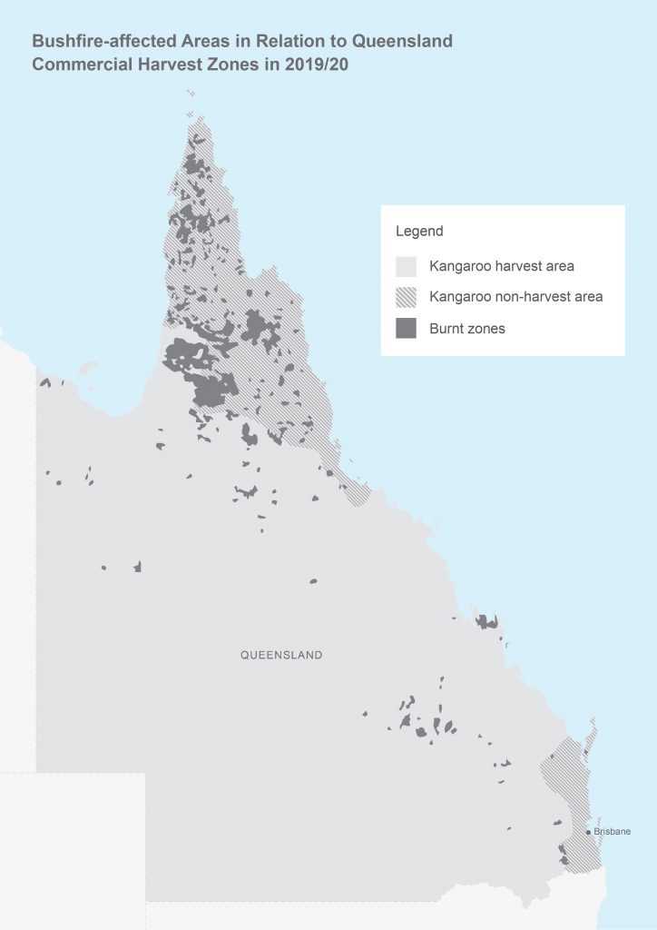 Bushfire-affected areas in relation to Queensland Kangaroo harvest zones in 2019/20
